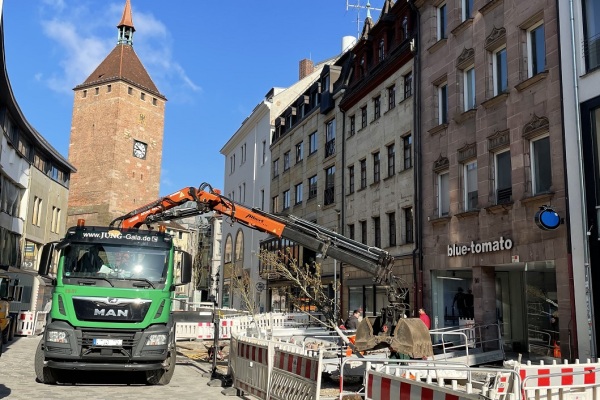 Baumstandort Breite Gasse Baumpflanzung