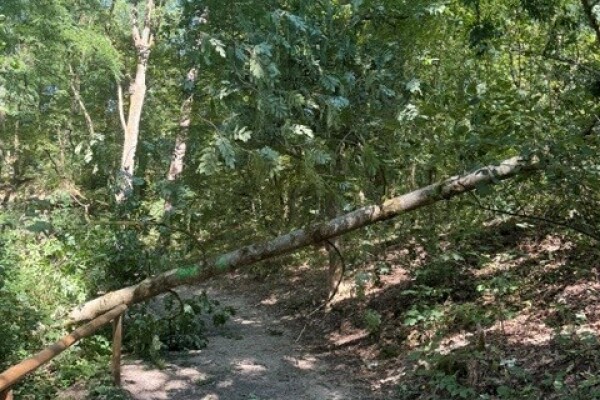 Baumbruch im Tiefgraben Erlenstegen August 2026