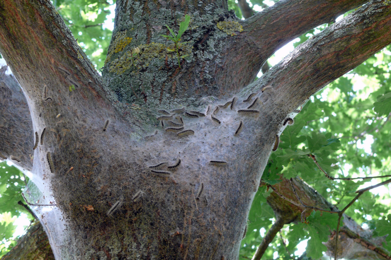 Bild © Peter Reitenspieß / Stadt Nürnberg Eichenprozessionsspinner Nest Am Baum, Bild © Peter Reitenspieß / Stadt Nürnberg