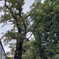 Die eingeschnittene Eiche steht in der Grünanlage neben einem Gebäude