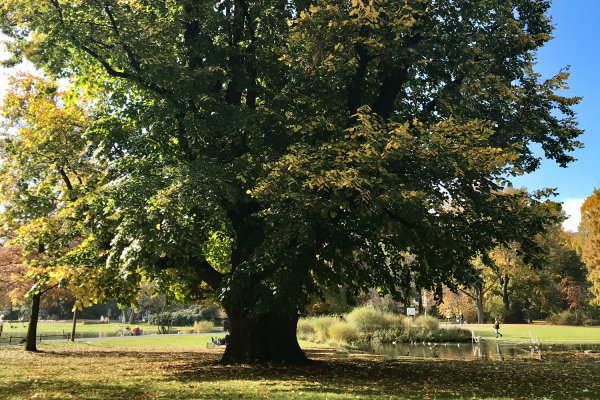 Alte Linde im Stadtpark