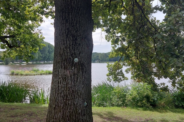 Der erhaltene Baum am Dutzendteich enthält Verschraubungen zur Stabilisierung