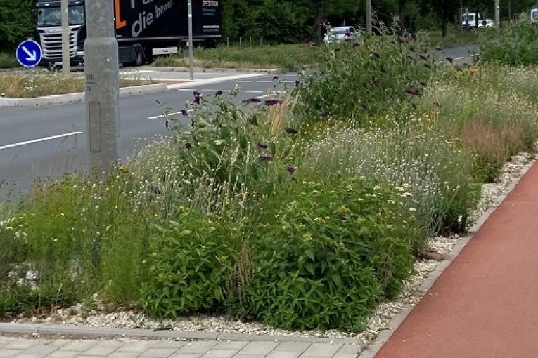 Staudenmischung Silbersommer als Straßenbegleitgrün