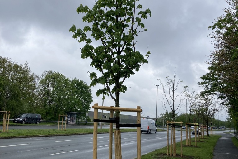 Baumpflanzung in der Hafenstrasse im Frühjahr 2024
