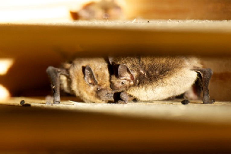 Zwei Rauhhautfledermäuse in einem Nürnberger Nistkasten