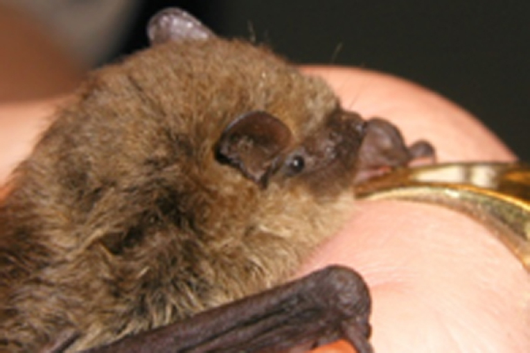 Mückenfledermaus