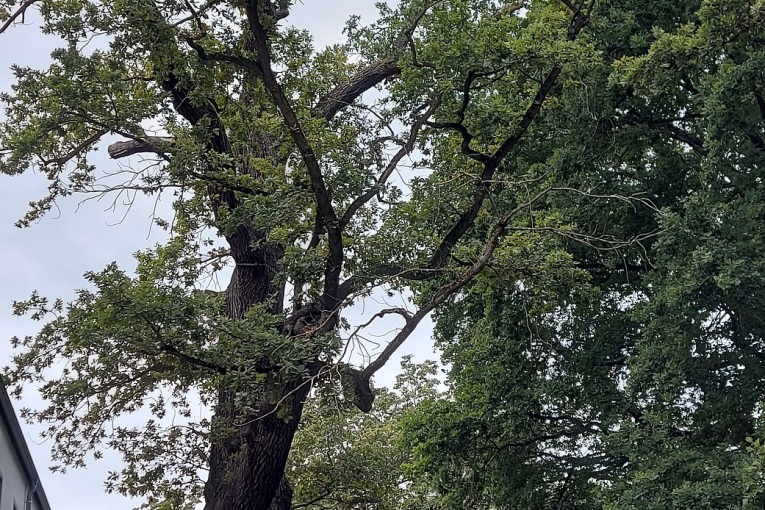 Die eingeschnittene Eiche steht in der Grünanlage neben einem Gebäude