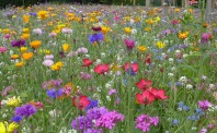 Blumenwiese