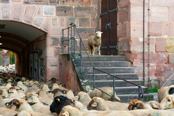 Eine Schafsherde quert die Nürnberger Altstadt. Hunderte Schafe werden durch die teils engen Gassen getrieben.