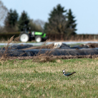 ( Bild: Christine Dierenbach / Stadt Nürnberg ) Knoblauchsland