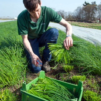 ( Bild: Christine Dierenbach / Stadt Nürnberg ) Knoblauchsland