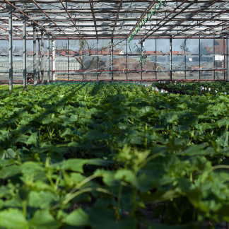 ( Bild: Christine Dierenbach / Stadt Nürnberg ) Knoblauchsland