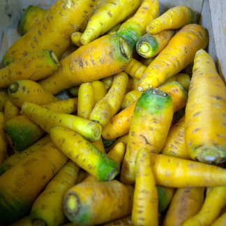 ( Bild: Christine Dierenbach / Stadt Nürnberg ) Knoblauchsland