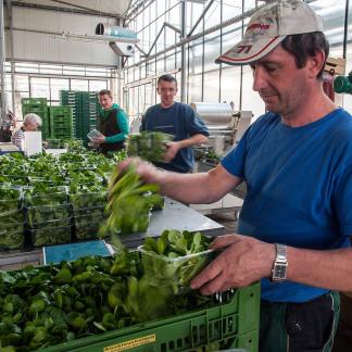 ( Bild: Christine Dierenbach / Stadt Nürnberg ) Knoblauchsland