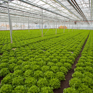 ( Bild: Christine Dierenbach / Stadt Nürnberg ) Knoblauchsland