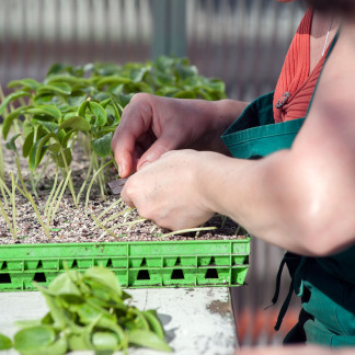 ( Bild: Christine Dierenbach / Stadt Nürnberg ) Knoblauchsland