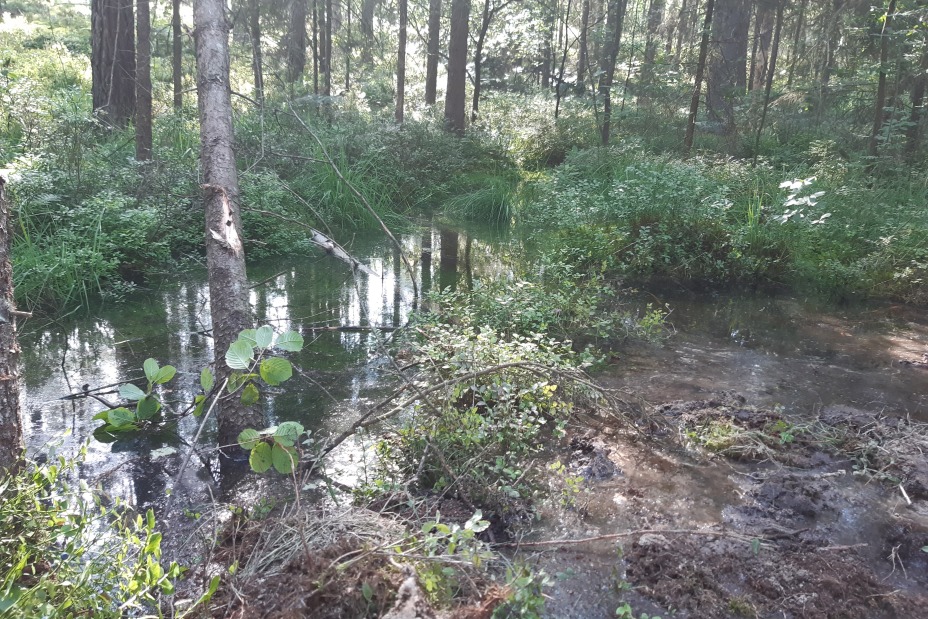 Im Stiftungswald der Heilig-Geist-Spital-Stiftung wurde ein Moor renaturiert., Bild © Schmidtmeyer, Nicole - Stiftungsverwaltung / Stadt Nürnberg