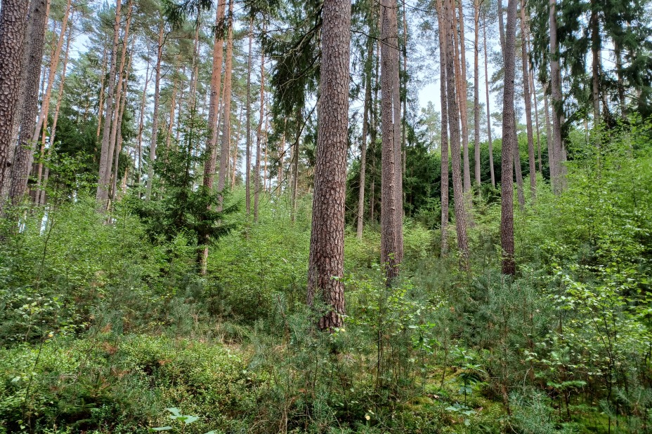 Der Stiftungswald der Heilig-Geist-Spital-Stiftung befindet sich in der Nähe von Schnaittach im Nürnberger Land und hat eine Fläche von rund 514 ha. Der Großteil der Waldflächen gehören seit dem 14. und 15. Jahrhundert bereits zum Stiftungsvermögen., Bild © Schmidtmeyer, Nicole / Stadt Nürnberg