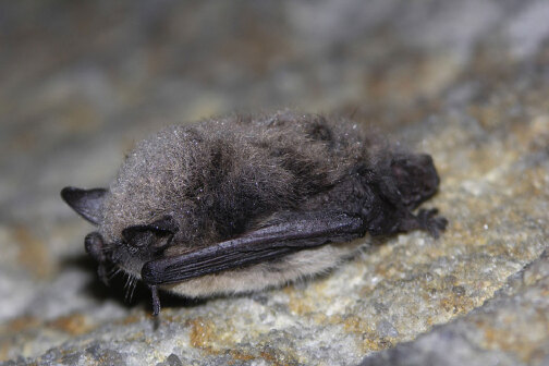 Bartfledermaus