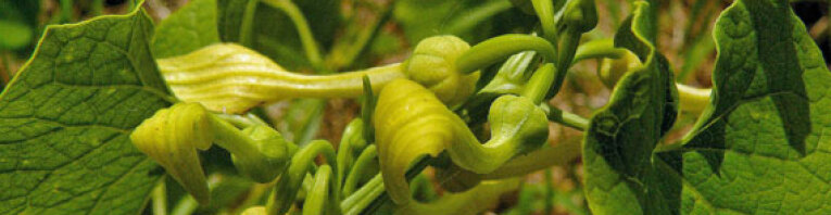 Osterluzei (Aristolochia clematitis)