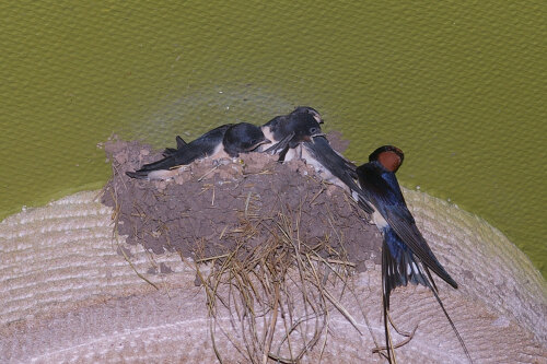 © Bild: Stadt Nürnbereg / Umweltamt Nest der Rauchschwalbe © Bild: Stadt Nürnbereg / Umweltamt