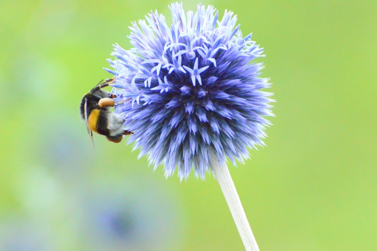 Hummel auf blauer Distel