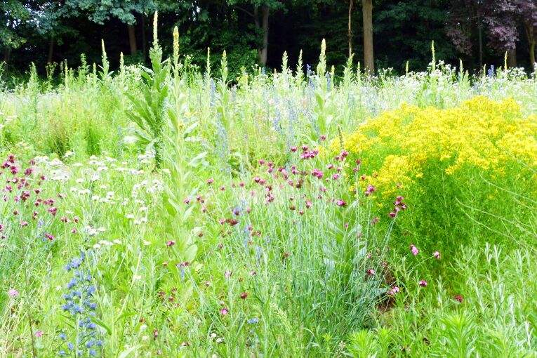 Insektenreich Marienbergpark Juni 2016