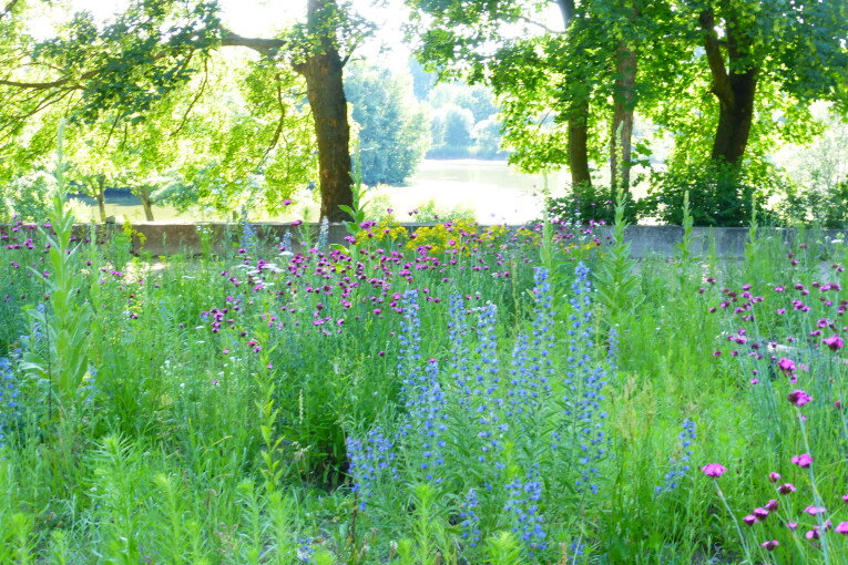 Insektenreich Marienbergpark Juni 2016