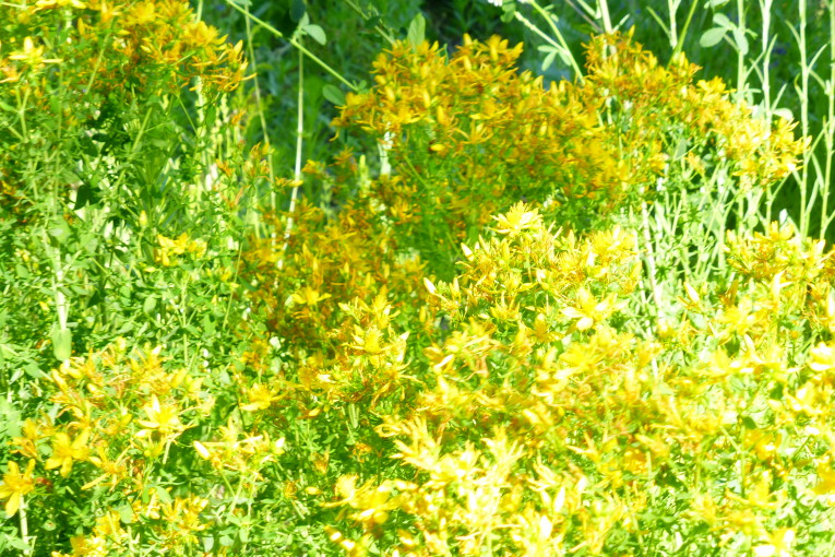 Insektenreich Marienbergpark Juni 2016