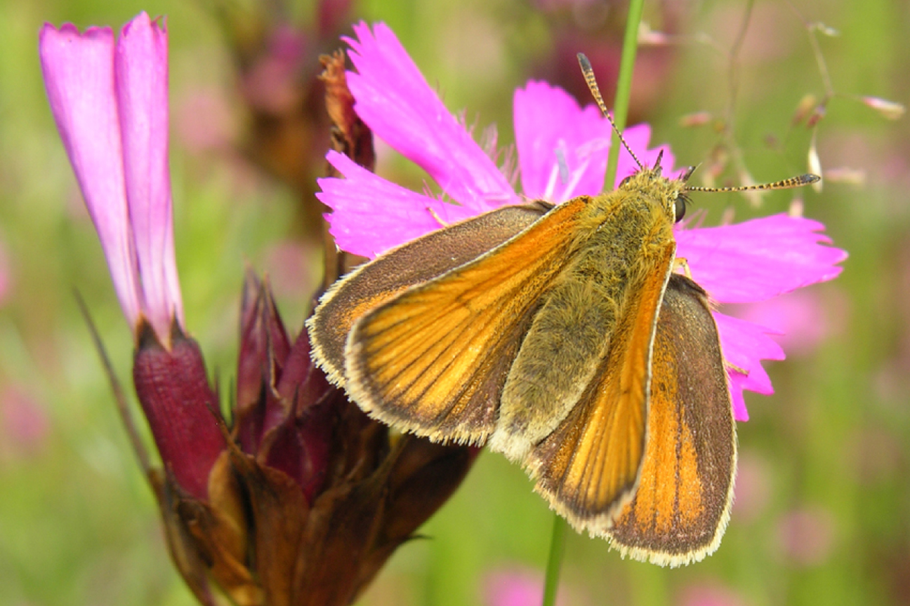 Bild © Bund Naturschutz Kreisgruppe Nürnberg Kornburg Dickkopffalter, Bild © Bund Naturschutz Kreisgruppe Nürnberg