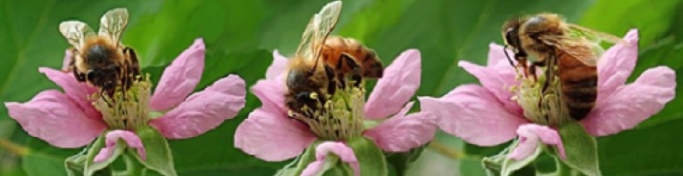 Bienen auf Blüten