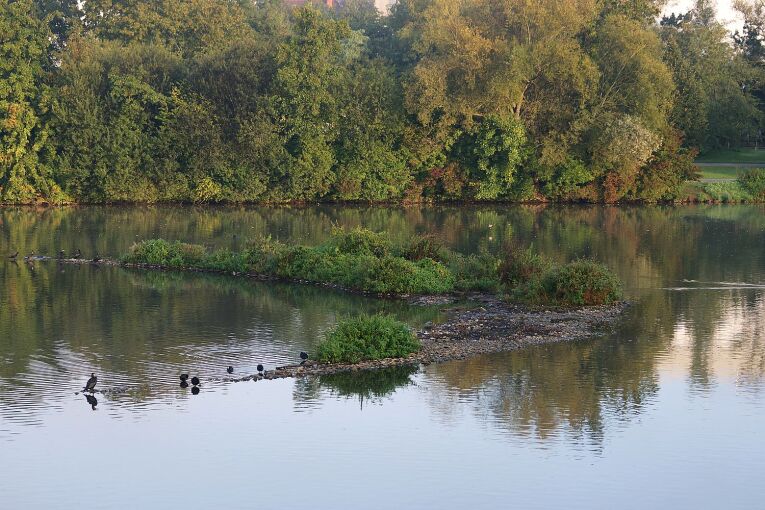 Vogelinsel am Morgen