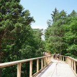 Der Holzsteg des Klimawaldpfads im Tiergarten schlängelt sich durch die Baumwipfel.