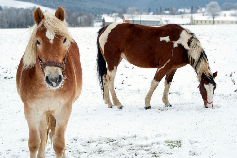 Ponys auf dem Bauernhof