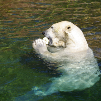 ( Bild: Birgit Fuder / Stadt Nürnberg ) Eisbär im Tiergarten