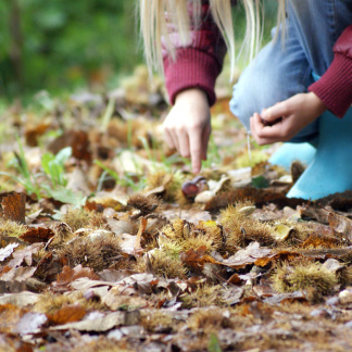 ( Bild: pixabay ) Kind sammelt Kastanien