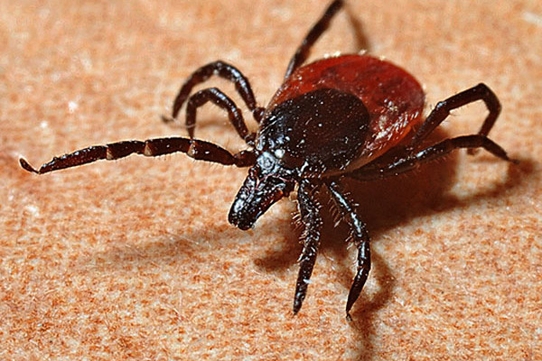 Eine Zecke krabbelt über ein Stück Stoff.