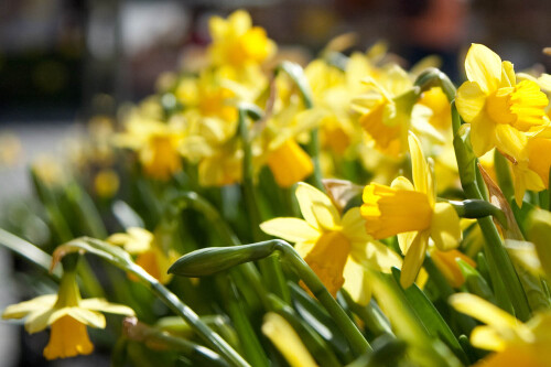 Narzissen auf dem Ostermarkt
