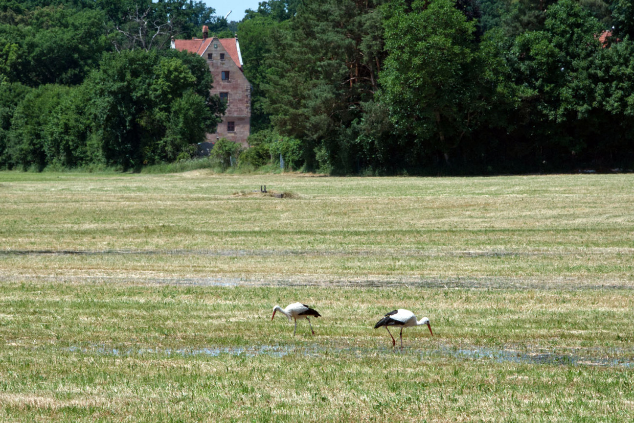 Bild © Jörg Henninger Störche auf den Wässerwiesen in Reichelsdorf., Bild © Jörg Henninger