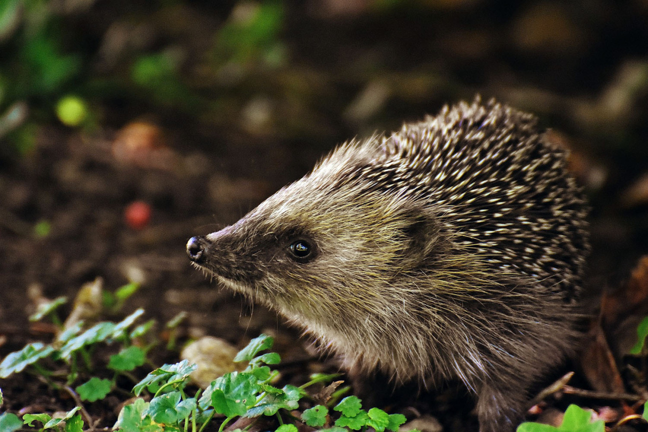 Bild © pixabay Ein junger Igel durchstreift einen Garten., Bild © pixabay