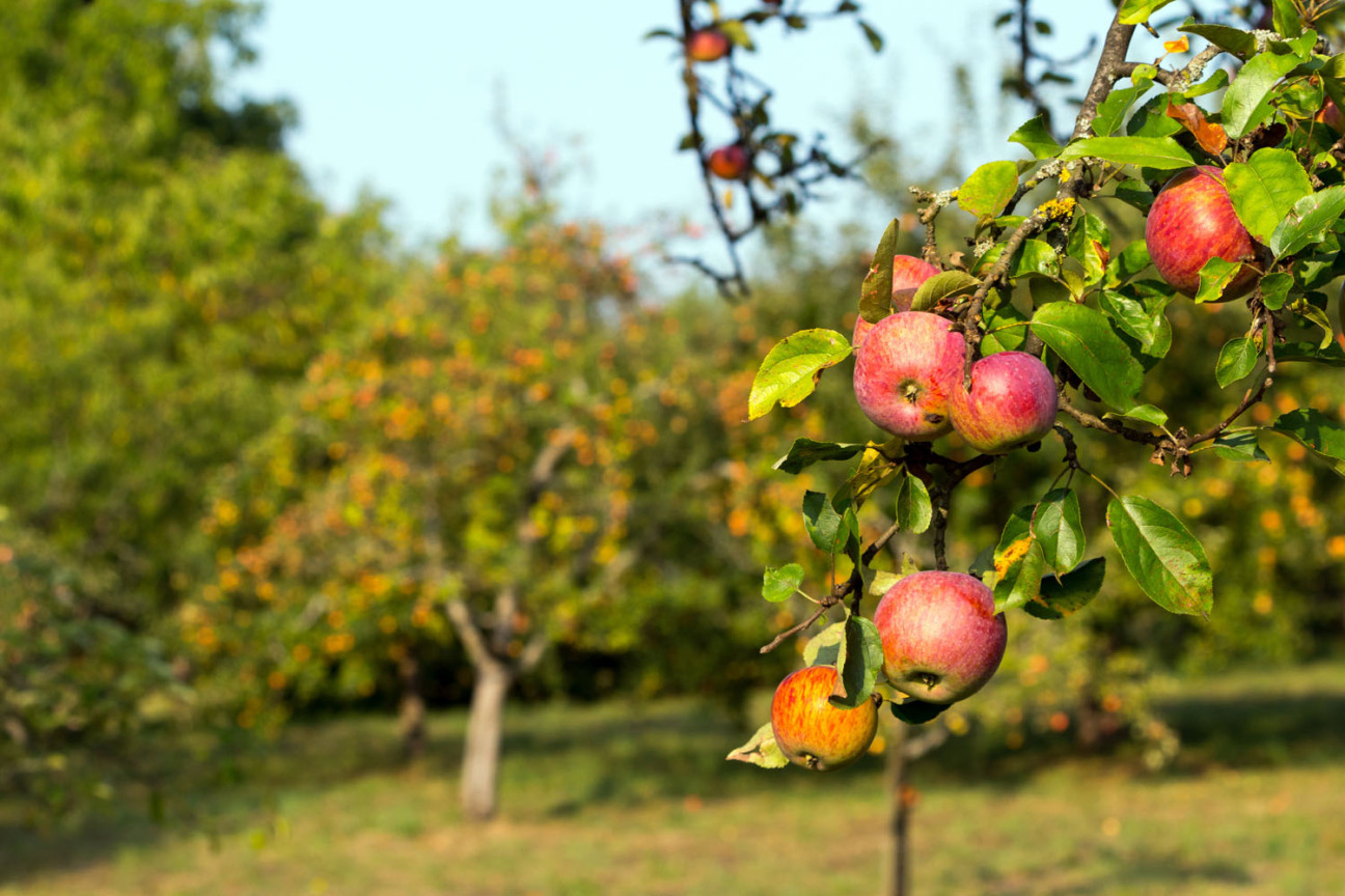 Bild © Christian Palent / AdobeStock Streuobstäpfel auf einer Wiese., Bild © Christian Palent / AdobeStock