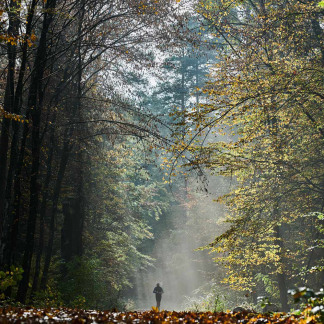 ( Bild: Gerhard Illig / Stadt Nürnberg ) Herbststimmung im Nürnberger Reichswald.