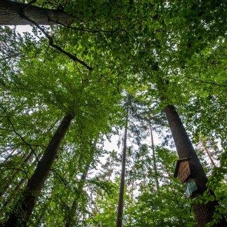 ( Bild: Christine Dierenbach / Stadt Nürnberg ) Schmausenbuck Baumwipfel