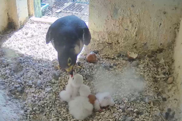 Ein Falke füttert seine Jungen.