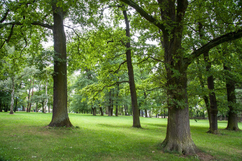 © Ohne Bildnachweis Alte Bäume am Platnersberg. © Ohne Bildnachweis