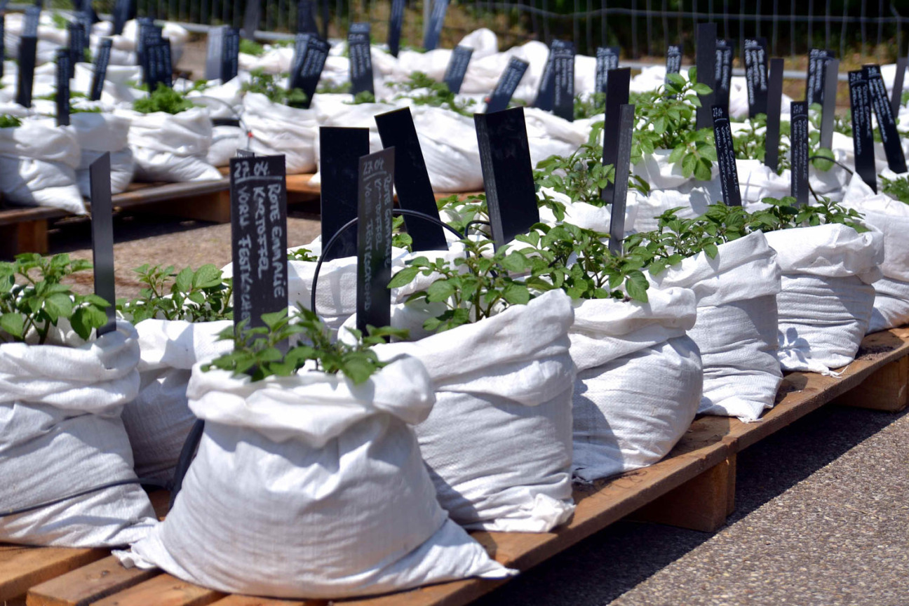 Bild © Christian_Sperber Jungpflanzen in Säcken im Stadtgarten., Bild © Christian_Sperber