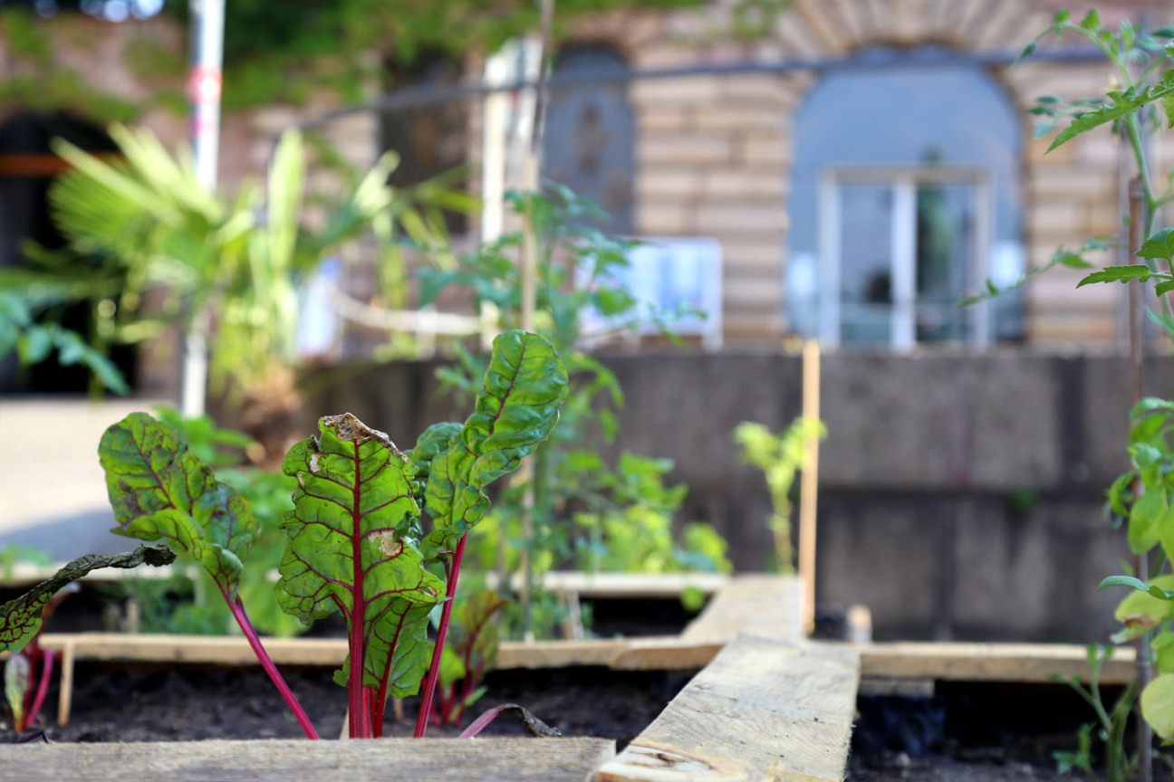Bild © Johannes Sporrer / Stadt Nürnberg Beete der Essbaren Stadt auf dem Egidienberg., Bild © Johannes Sporrer / Stadt Nürnberg