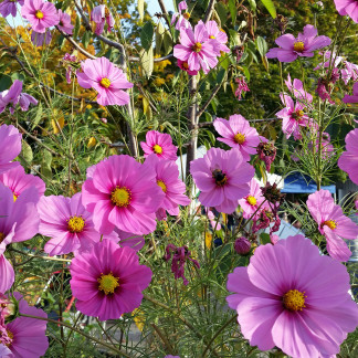 ( Bild: Johannes Barthel / Stadt Nürnberg ) Erntefest im Stadtgarten