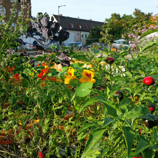 ( Bild: Johannes Barthel / Stadt Nürnberg ) Erntefest im Stadtgarten