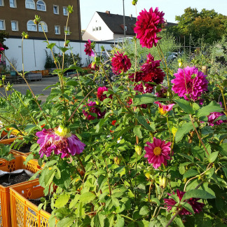 ( Bild: Johannes Barthel / Stadt Nürnberg ) Erntefest im Stadtgarten